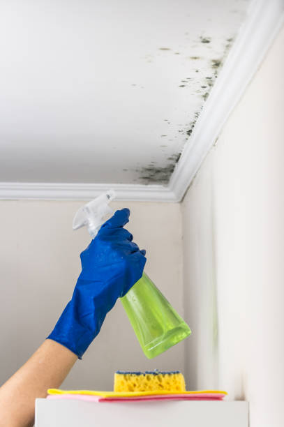 Trusted Grayson, KY Mold Removal Experts